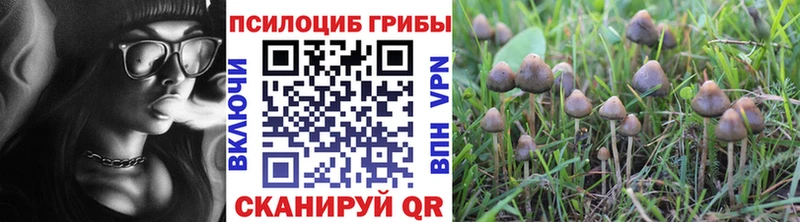 Псилоцибиновые грибы Psilocybine cubensis  Тетюши 